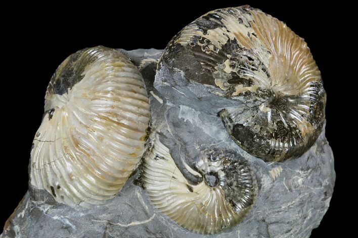 Fossil Ammonite (Hoploscaphites) Cluster - South Dakota #115070